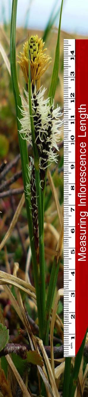 carex inflorescence with a ruler